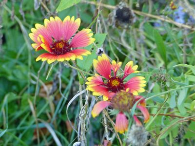 2 Oct Fall flowers in the garden
