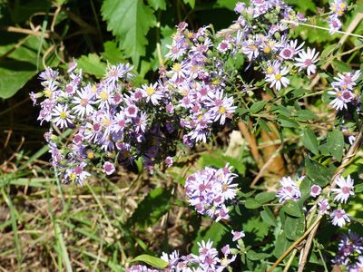 5 Oct Fall flowers in the garden