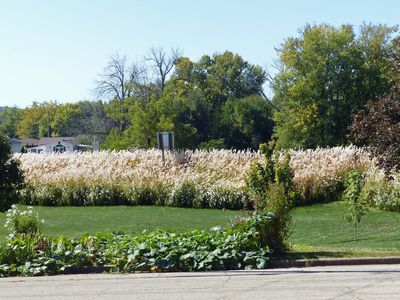 14 Oct Pompous grass