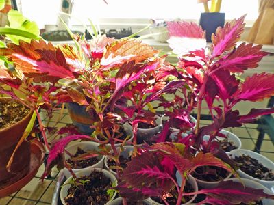 23 Oct Coleus