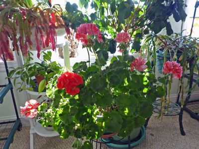 24 Oct Geranium
