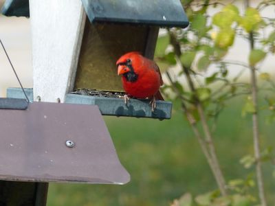 27 Oct Mr Cardinal