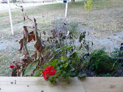 30 Oct Geranium outside