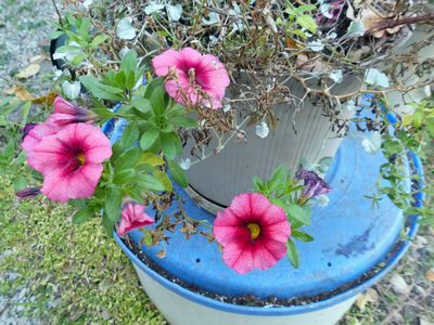 31 Oct Petunia