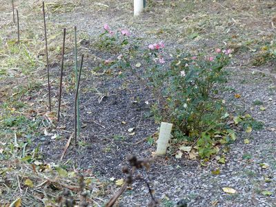2 Nov Rose bush