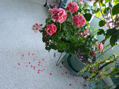 29 Oct Geraniums plus