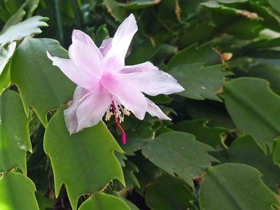 25 Dec Merry Christmas Cactus