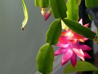 26 Dec Christmas cactus