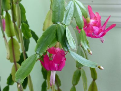 27 Dec Christmas cactus