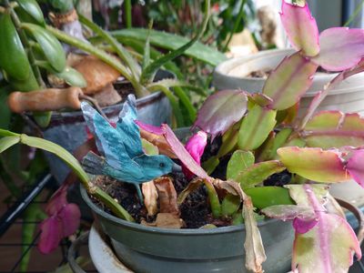29 Dec Future Christmas cactus