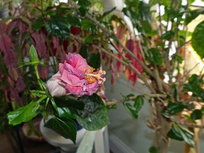 11 Jan Hibiscus tree