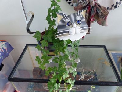 8 Jan Kitty plant LOL