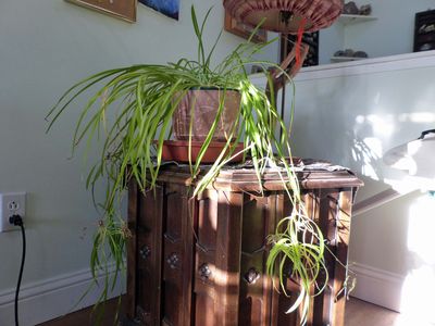 6 Jan Spider plant
