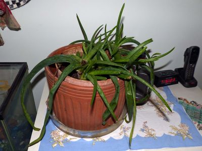 16 Jan Aloe plant