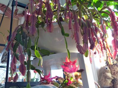 21 Jan Christmas cactus