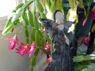 22 Jan Christmas cactus
