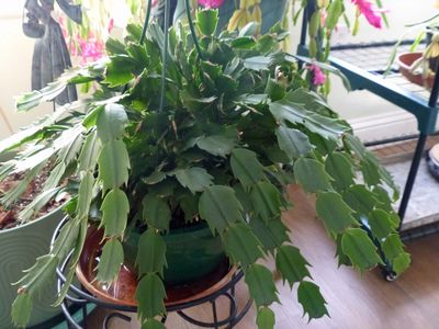 23 Jan Christmas cactus