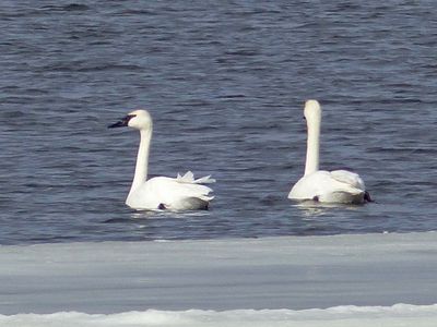 4 Mar The Swans