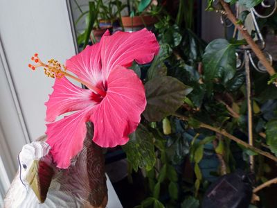 6 Mar Hibiscus bloom