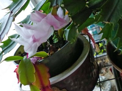 5 Mar One Christmas Cactus