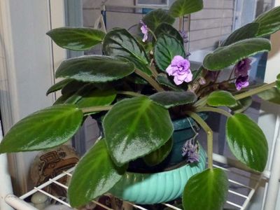 26 Mar Violets, old and new