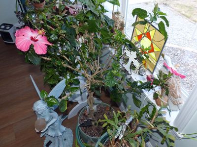 20 Mar Hibiscus in bloom, again