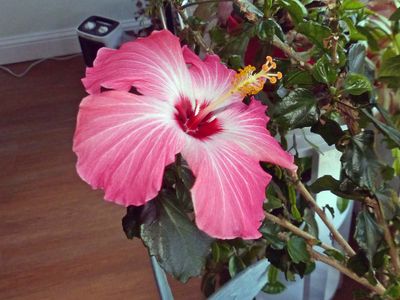 22 Mar Hibiscus up close