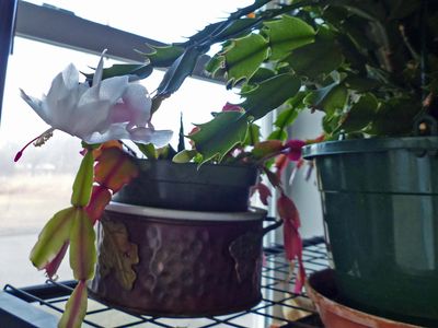 23 Mar White Christmas Cactus