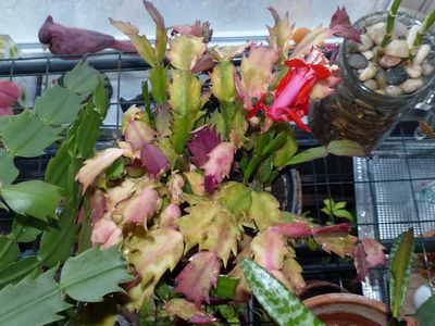 24 Mar Red Christmas Cactus