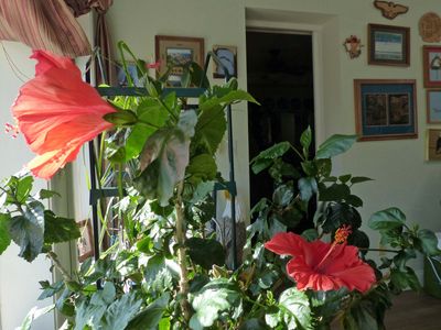 8 Apr New hibiscus bloom