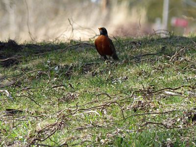 5 Apr My first robin