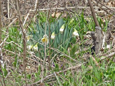 1 Apr A sure sign of Spring
