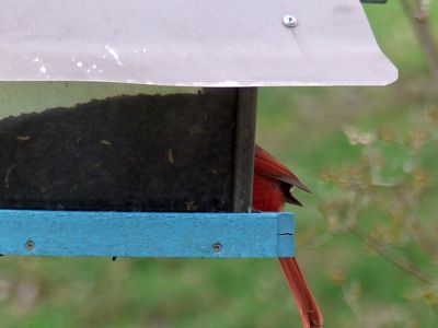 10 April Elusive cardinal