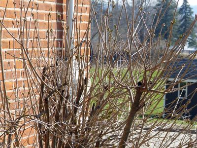 15 Apr Early lilac buds
