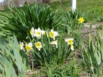 22 Apr White and Yellow daffodils