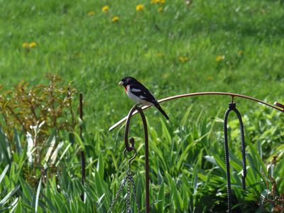 3 May Bird on the hook