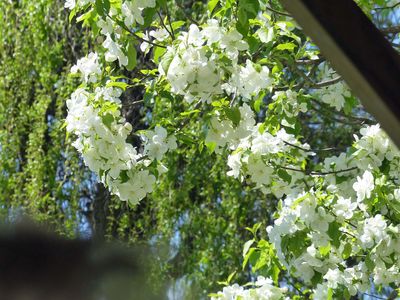 14 May Our apple tree