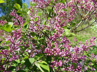 12 May Lilac
