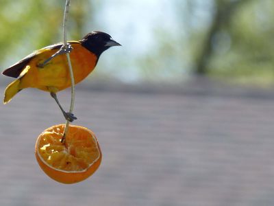 13 May The orioles love oranges...