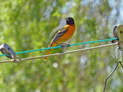15 May Oriole wondering ...