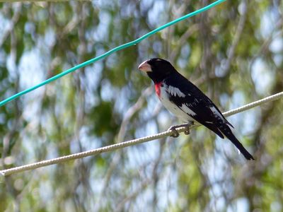 21 May Rose breasted grosbeak