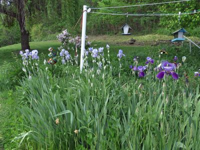 17 May Iris in bloom