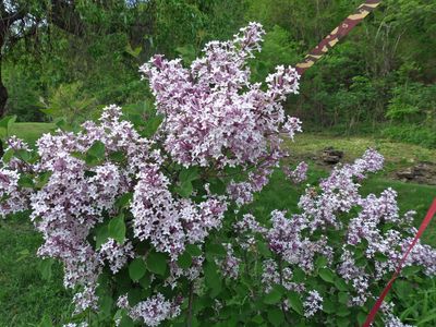 18 May Lilac