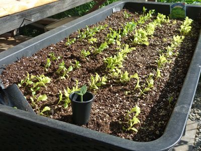 24 May Lettuce crop