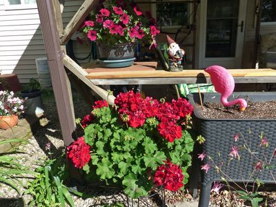 8 Jun deck flowers