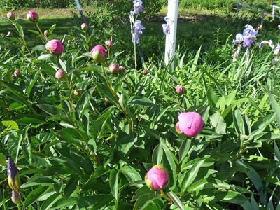 25 May Peony starting to grow