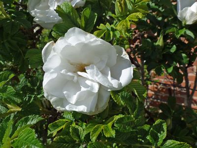 3 Jun White rose