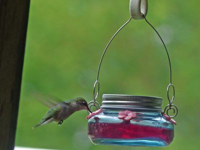 27 May Hummingbird at it's feeder
