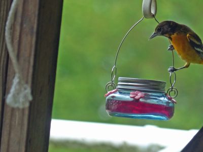 1 June Oriole thinks it's a hummingbird