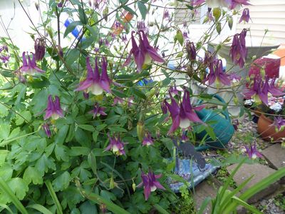 2 Jun Columbine
